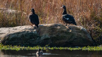El avistaje de aves es