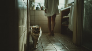 Gato, dueño, baño, convivencia diaria, vínculo humano-animal, escena doméstica. - (Imagen Ilustrativa Infobae)