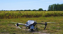 Drones y algoritmos: logran reducir más de la mitad el uso de nitrógeno en girasol
