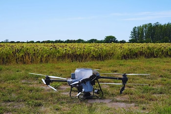 Un ensayo demostró que drones y algoritmos permiten ajustar la fertilización nitrogenada, reducir costos y sostener rendimientos competitivos en girasol