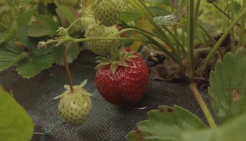 Los estudios identificaron síntomas de