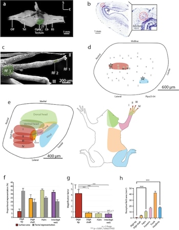 Fotografías microscópicas del cerebro de una rana, esquemas con mapas somatotópicos y tres gráficos de barras
