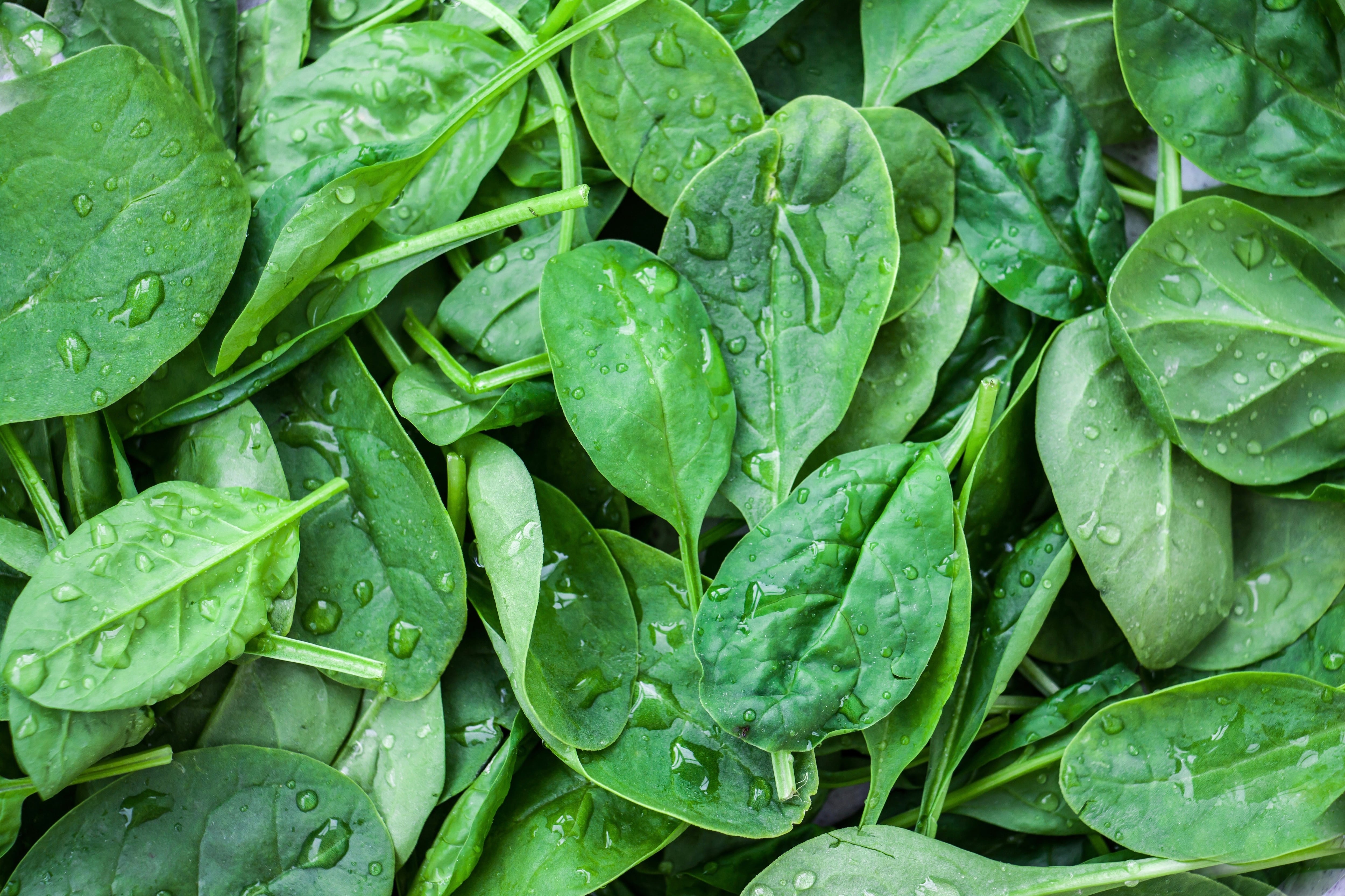Espinacas (AdobeStock)