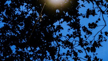 Las redes están listas en