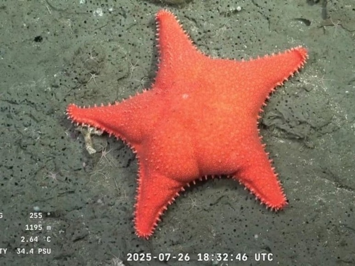 Qué se sabe sobre la estrella de mar