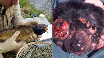 Detectan el cuarto tipo de cáncer contagioso en animales y el primero que afecta a peces