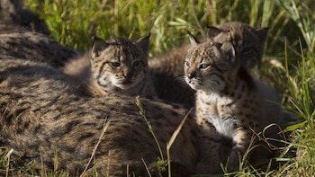 Nacen los primeros cachorros de lince ibérico en el Cerrato Palentino desde la reintroducción de la especie