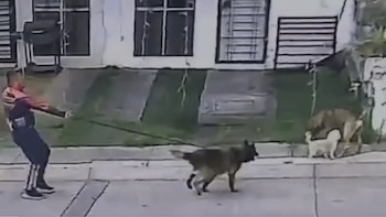 Director del IMSS en Uruapan enfrenta investigación penal por maltrato animal: un video lo muestra sin detener el ataque de su perro