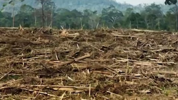 El crimen organizado será un