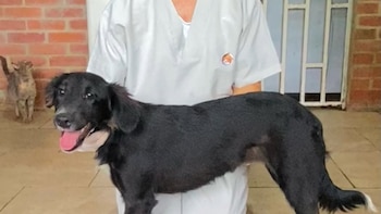 Video: la historia de Paleta,