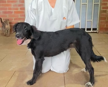 El maltrato y abandono de