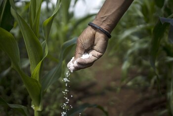 A farmer fertilizes a crop at a farm in Guna, Madhya Pradesh, India.