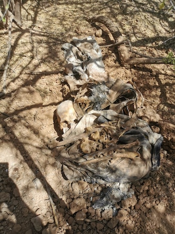 (Foto: Facebook/madresbuscadorasdesonora)