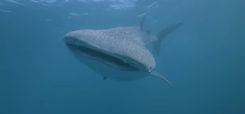 El ejemplar hallado en Indonesia fue identificado como el primer tiburón ballena neonatal documentado en el país asiático