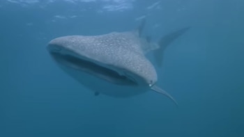 Cómo cazan los tiburones ballena: cámaras submarinas revelan sus impactantes estrategias de alimentación