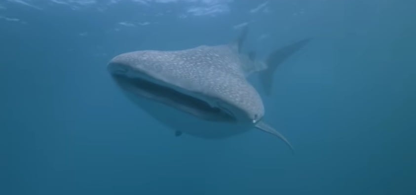 Cómo cazan los tiburones ballena: cámaras submarinas revelan sus impactantes estrategias de alimentación