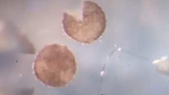 Xenobots, los robots creados con