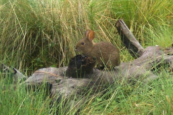 El Parque Nacional del Ajusco