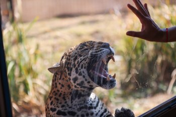 Seis jaguares caminan a paso