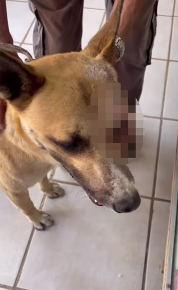Este caso ha indignado a usuarios de Tik Tok, quienes condenan el maltrato ejercido hacia este can
