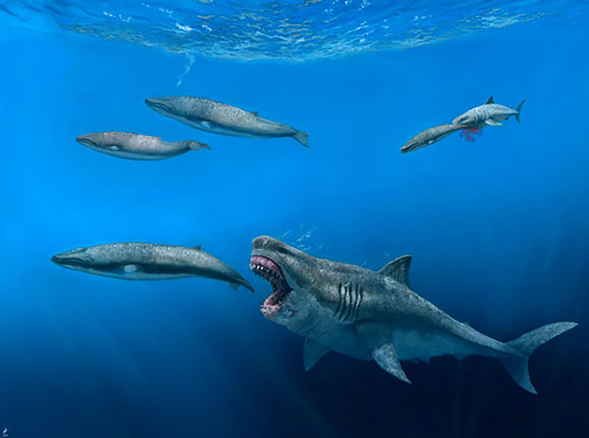El redescubrimiento de vértebras del megalodón en el Museo de Historia Natural de Dinamarca confirmó que Otodus megalodon alcanzó una longitud máxima de 24,3 metros. (J.J. Giraldo)
