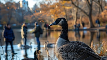Un estudio reveló que los movimientos ciertas aves pueden frenar la propagación de la gripe aviar