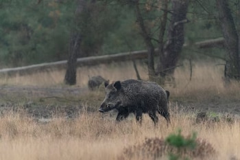 Un jabalí de pelaje oscuro camina entre hierba seca en un paisaje con árboles al fondo