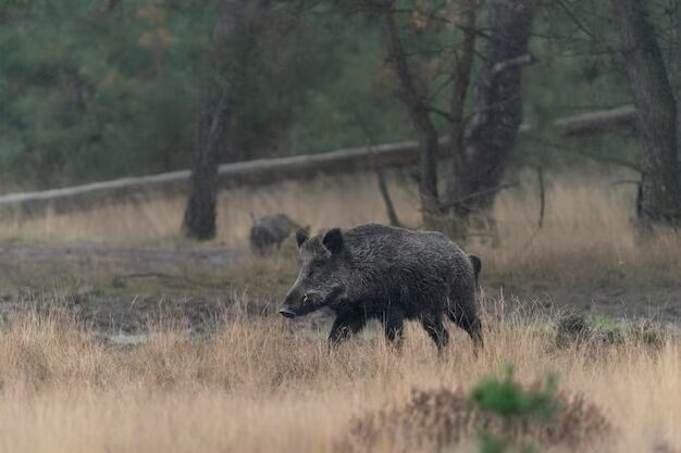Los investigadores proponen evaluar el valor de conservación de cada población animal en lugar de aplicar una respuesta uniforme (Magnific)