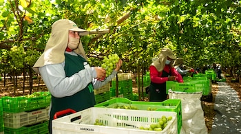 Una mujer con visera y mascarilla sostiene un racimo de uvas verdes junto a cajas plásticas llenas de fruta
