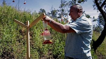Para cuidar a los colibríes