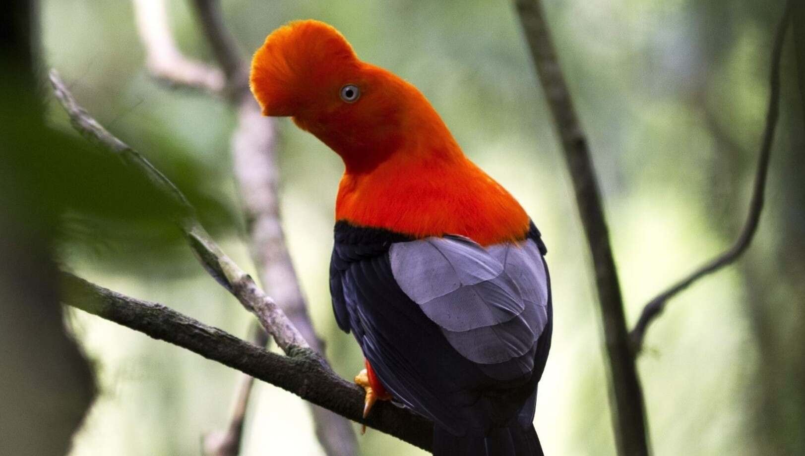 Perú a punto de convertir más de 209.000 hectáreas en el área de conservación regional más grande de los Andes
