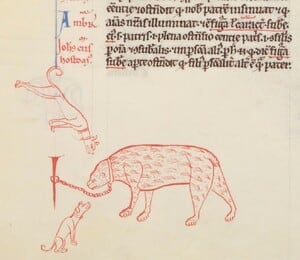 Los restos arqueológicos de Londres y North Yorkshire confirman la presencia de osos vivos en Inglaterra a partir de huesos de distintas partes del cuerpo (Gentileza, estudio Los orígenes de las peleas de osos: evidencia de la Inglaterra y Francia medievales, publicado en Society & Animals)
