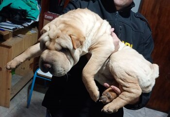 El perro rescatado no tenía