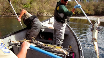 El salmón Chinook altera los
