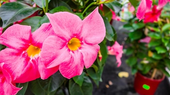 Cinco plantas colgantes de exterior para decorar tu terraza este verano