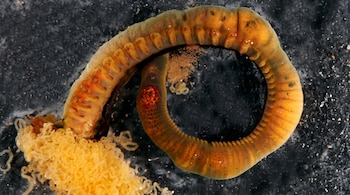 Gusano anélido segmentado de color anaranjado dispuesto en espiral junto a filamentos amarillentos sobre fondo oscuro.