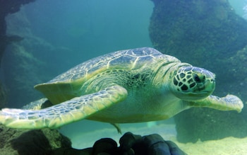 Una tortuga marina de caparazón verde y aletas, nadando en agua clara con rocas y arena en el fondo