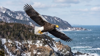 Un águila de plumaje oscuro y blanco con pico amarillo vuela frente a montañas nevadas y el mar.