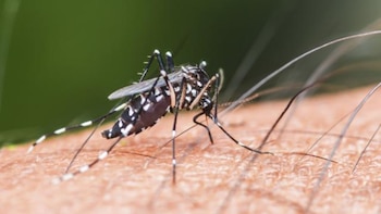 Honduras: departamento de El Paraíso concentra 12 casos de Chikungunya