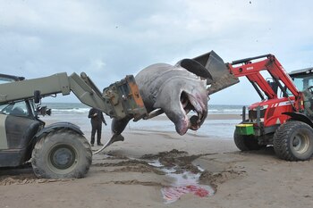El tiburón peregrino necesitó ser