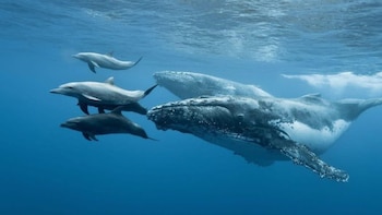 Día Mundial de las Ballenas y los Delfines: estas son las acciones que se realizan en México para protegerlas
