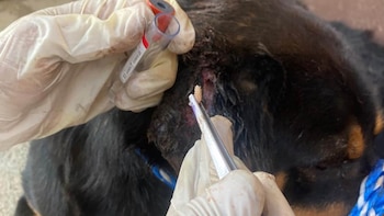 La emergencia por el gusano barrenador en Guatemala y el giro sanitario en los hogares a través de las mascotas