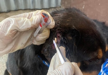 Las autoridades de Guatemala pidieron desinfectar de inmediato las heridas en mascotas y ganado y reportar casos sospechosos para prevenir nuevas infestaciones de gusano barrenador.