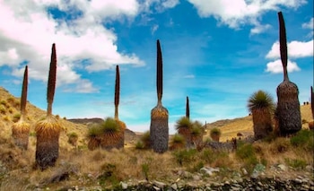 La creación de Calipuy aseguró