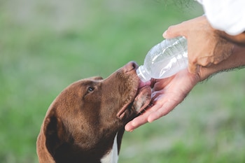Perro bebiendo agua. (Freepik)