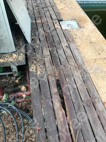Pidió una inspección urgente por un árbol con riesgo de caída, el municipio demoró el trámite y el pino terminó aplastando su casa