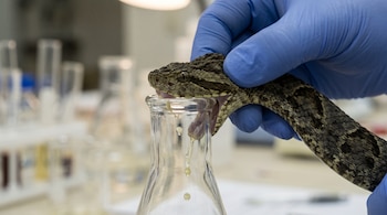 Una mano con guante azul sostiene la cabeza de una serpiente mientras su veneno gotea dentro de un matraz de vidrio.