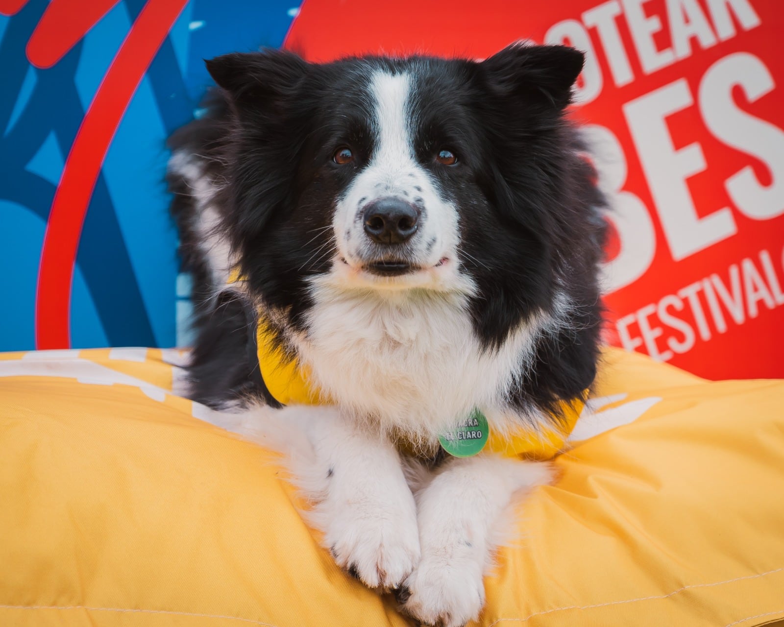 Los profesionales recomiendan la anticipación y la consulta previa para tratar el estrés que causa la pirotecnia en los perros. (Mascotear 2026)