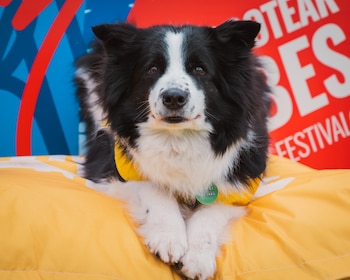 Un perro border collie de pelaje blanco y negro reposa sobre un almohadón amarillo frente a carteles de colores rojo y azul