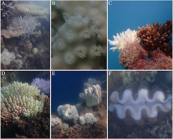 Fotografía de seis paneles. Múltiples corales pétreos de diversas formas y colores, algunos blanqueados, y una almeja gigante con manto blanco